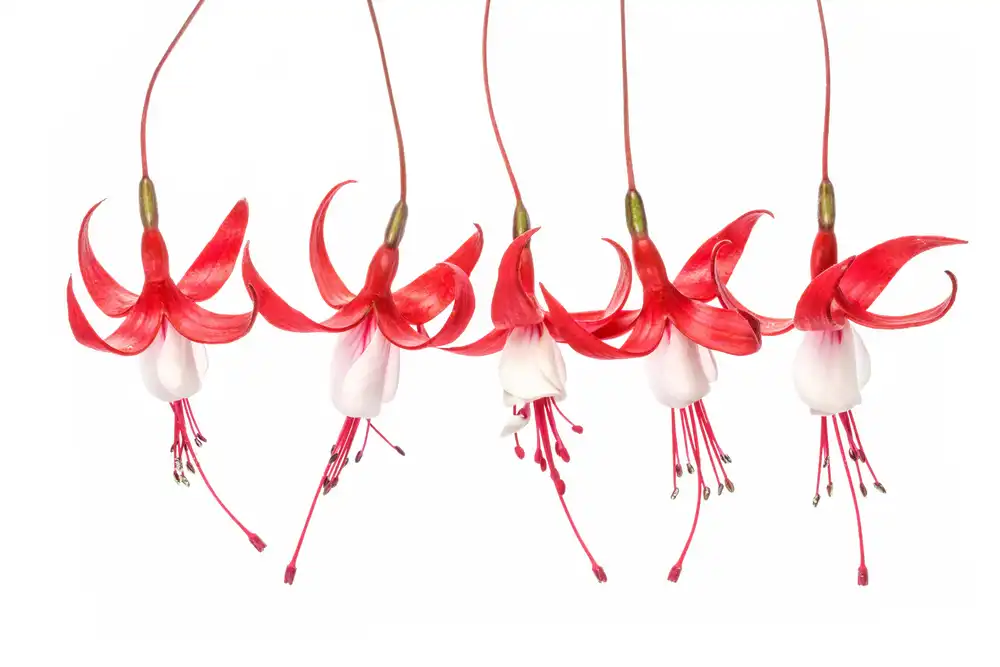 Disher, Mandy: Fuchsia