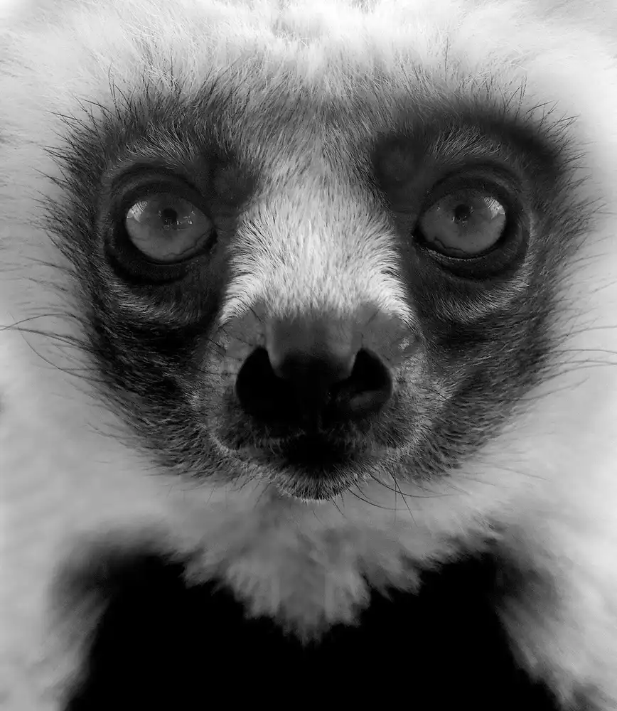 Wechsler, Robin: Portrét mladého lemura.