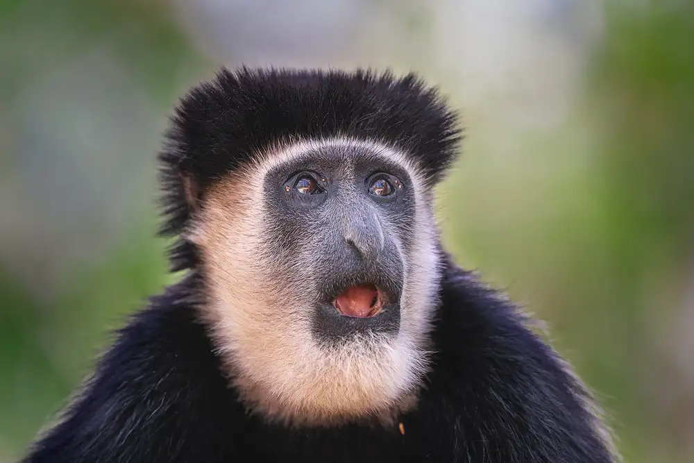 Poreider, Annie: Colobus Guereza