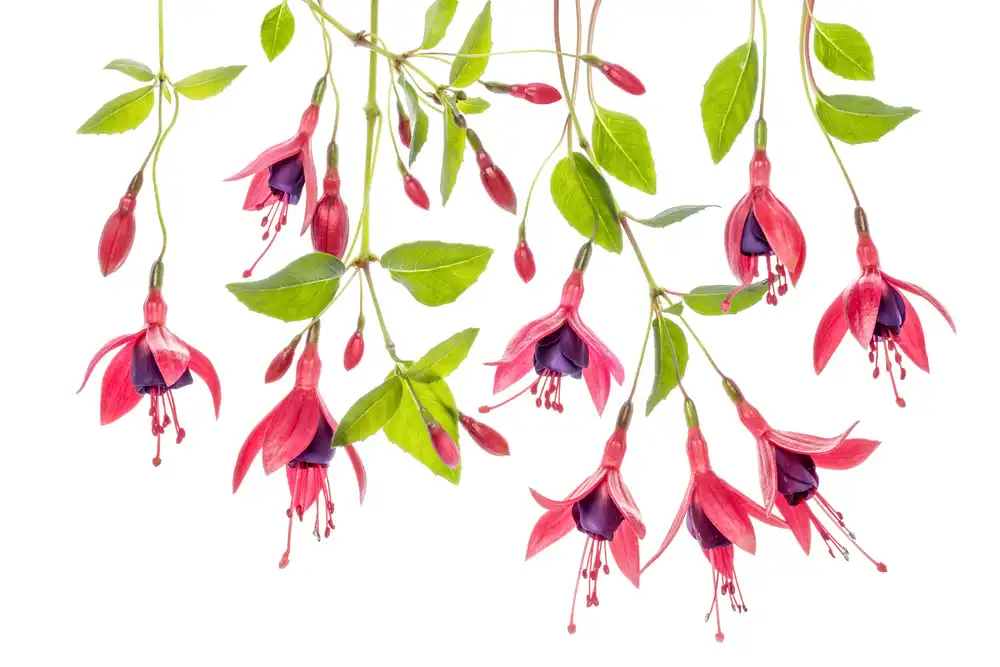 Disher, Mandy: ~Fucsia~