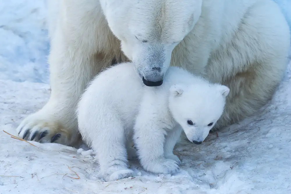 Belovodchenko, Anton: Polar bear portrait