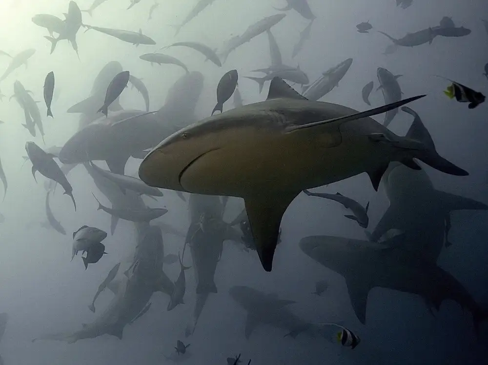 Melesan, Serge: Bullshark Dance