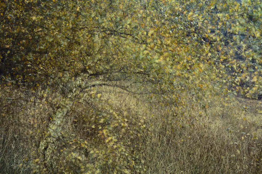 Dongen, van Anton: Motion tree