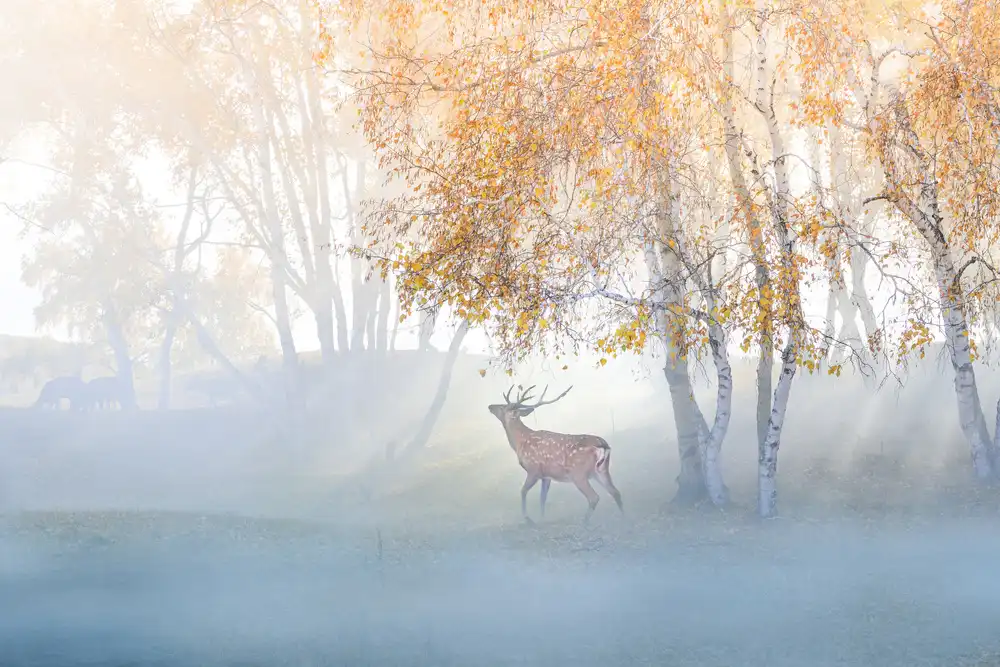 Simoon: Elch im Nebel verloren