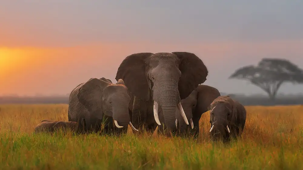 Poreider, Annie: Elefantenfamilie in Amboseli