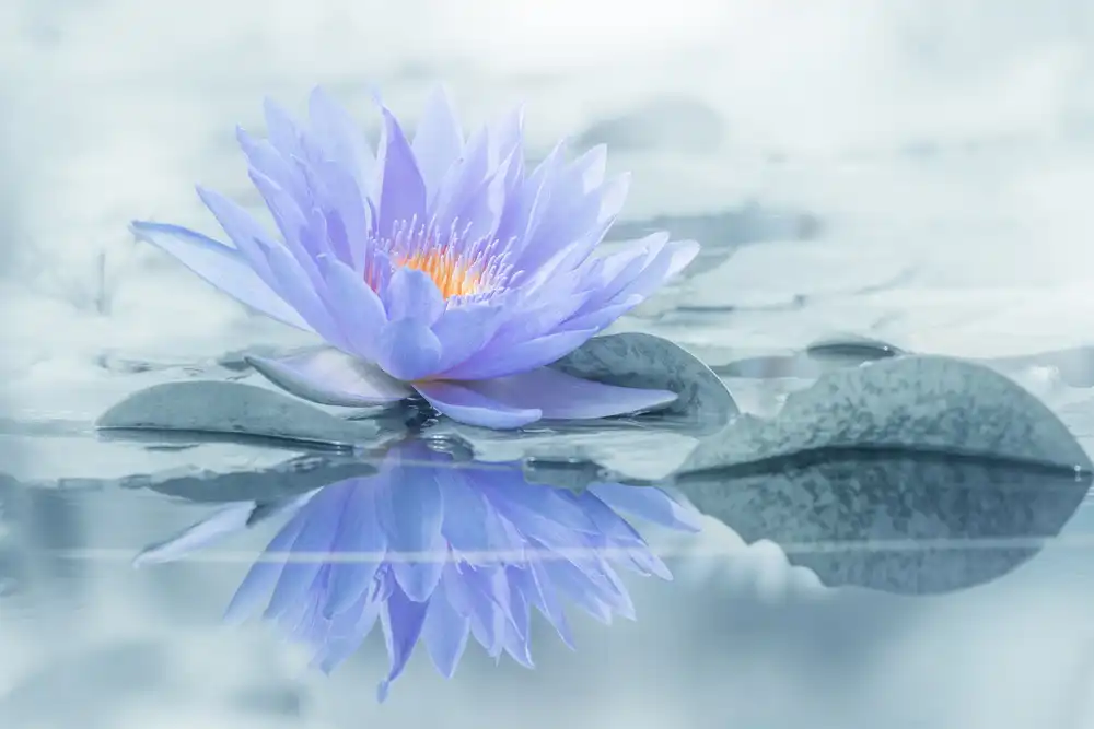Suzuki, Takashi: Reflection