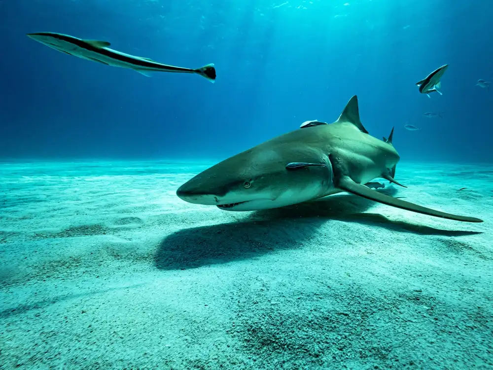 Melesan, Serge: The lemon shark