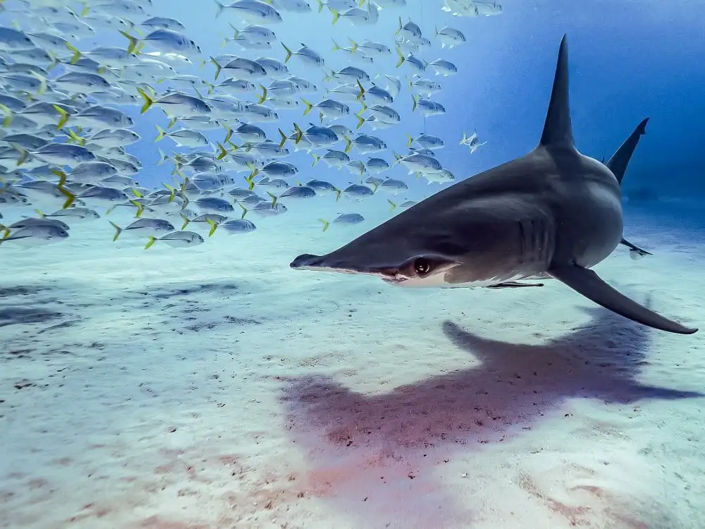 Melesan, Serge: The great hammerhead shark