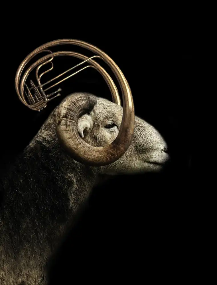 Hummel, Jeffrey: big horn sheep