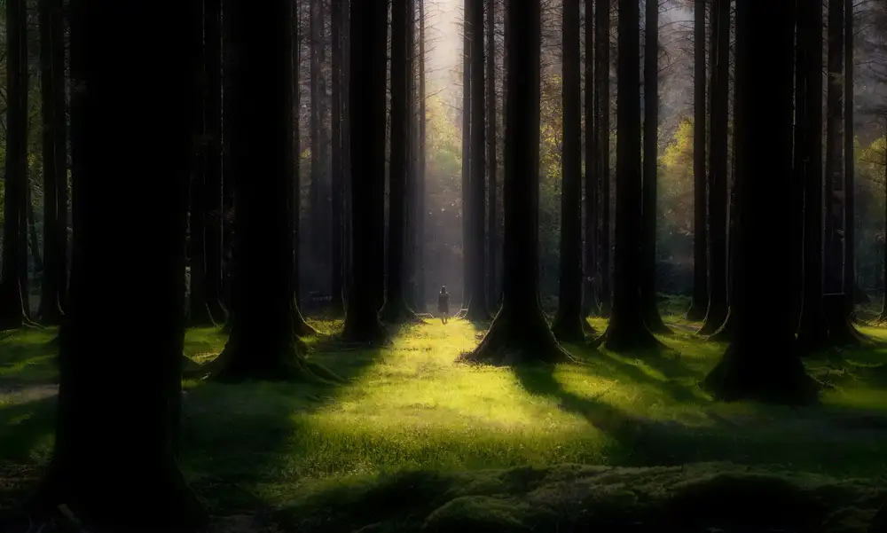 Jubic, Srecko: Trees are always a relief