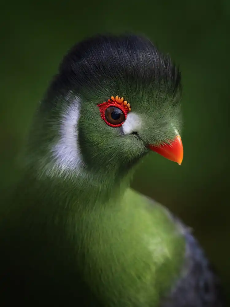Guillemot, Mathilde: Encantador