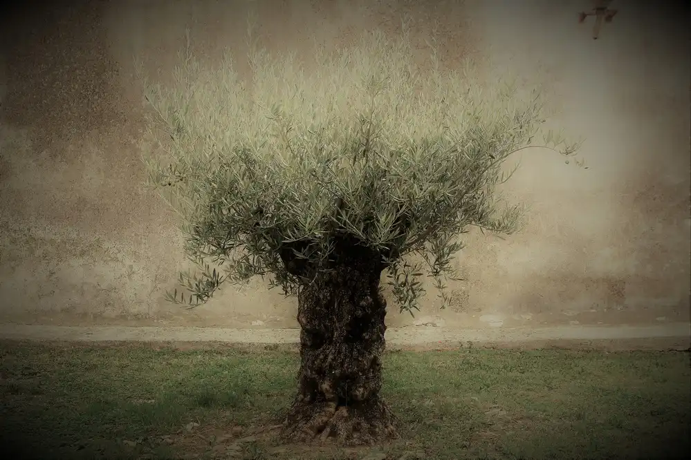 Warth, Irma: Olive