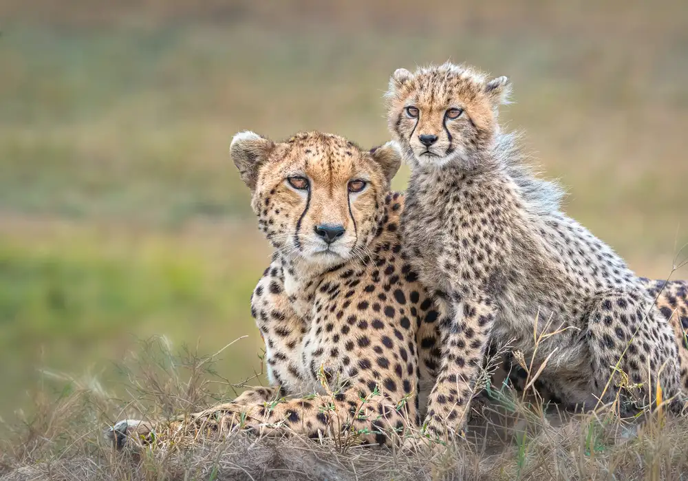Fischer, Jie: Gepard a mládě
