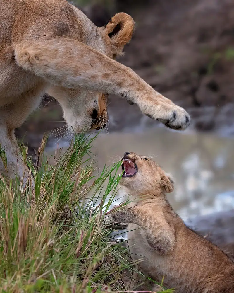 Poreider, Annie: Benimm dich,mein Sohn!