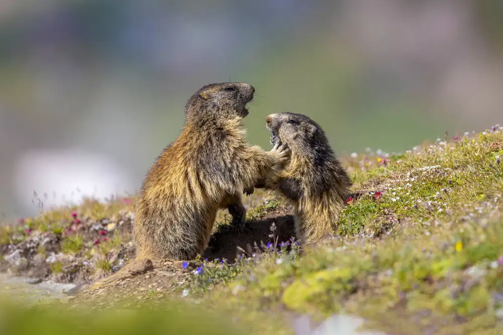 Redaelli, Marco: Marmot in the rainbow