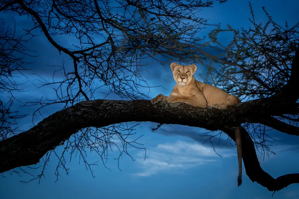 Khataw, Ali: Her majesty in the light!