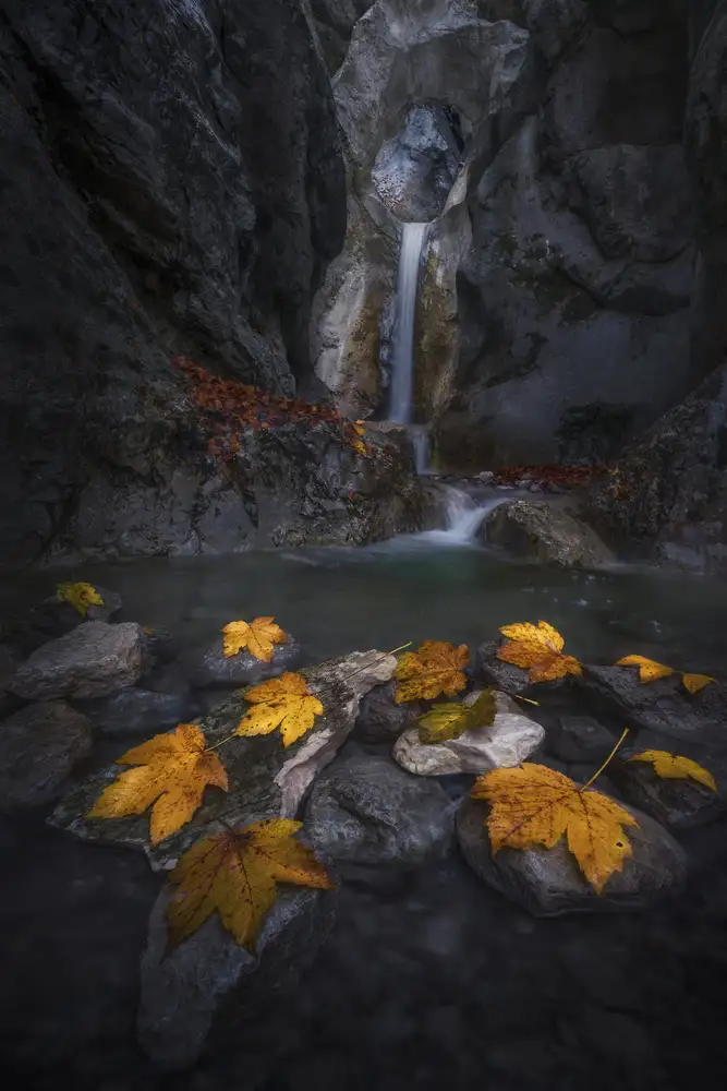 Pauli, Nina: Autumn leaves in the gorge...