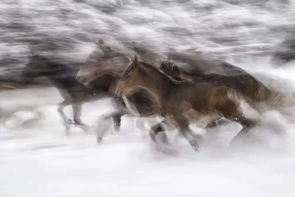 Malovrh, Milan: winter gallop