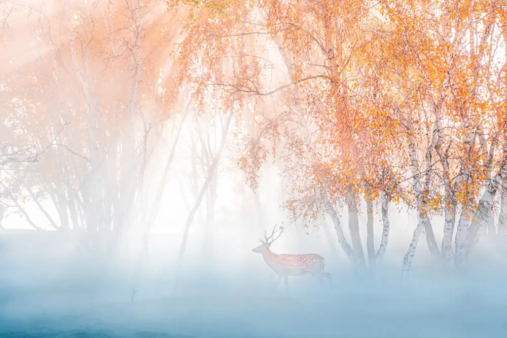 Simoon: Deep in fog