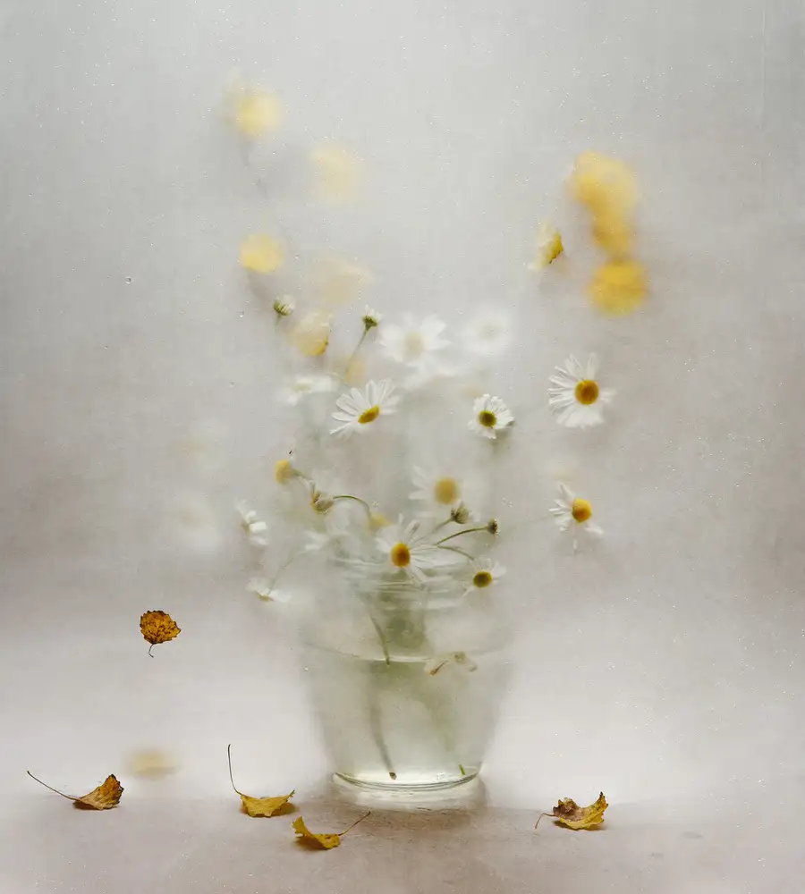 Pneuma, Ala: Oktober-Gänseblümchen