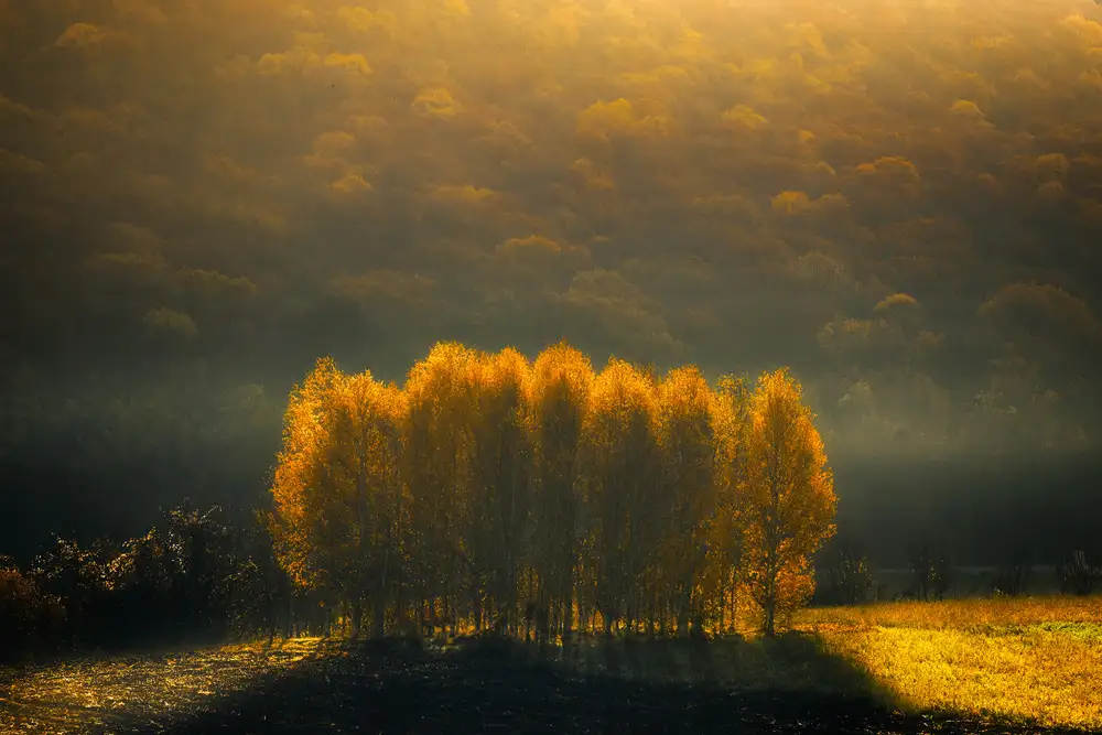 Rusu, Anghel: Morning Light