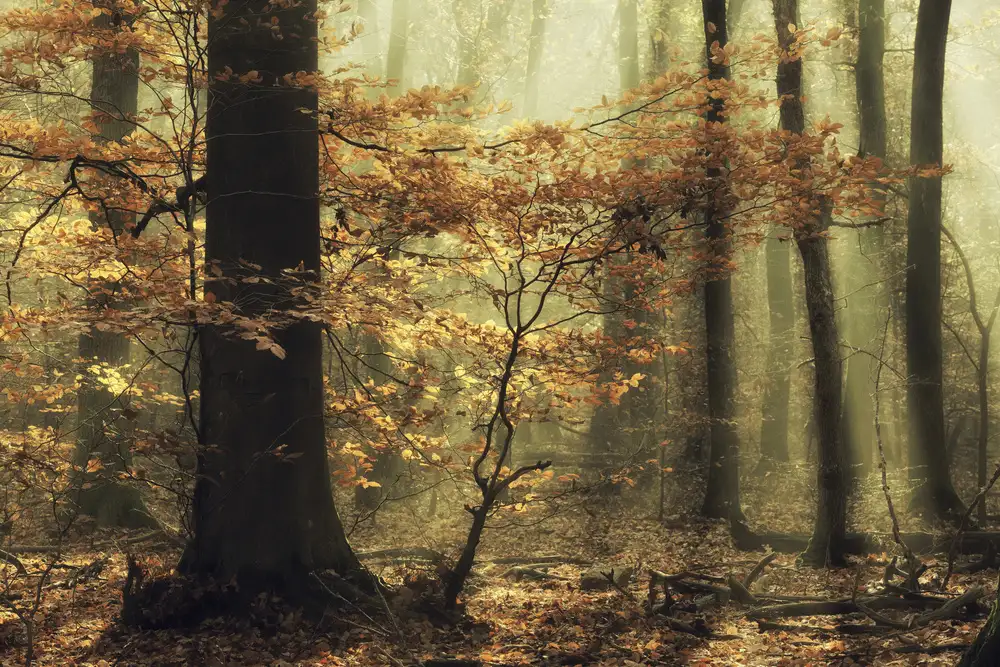 Dongen, van Anton: Soft fall