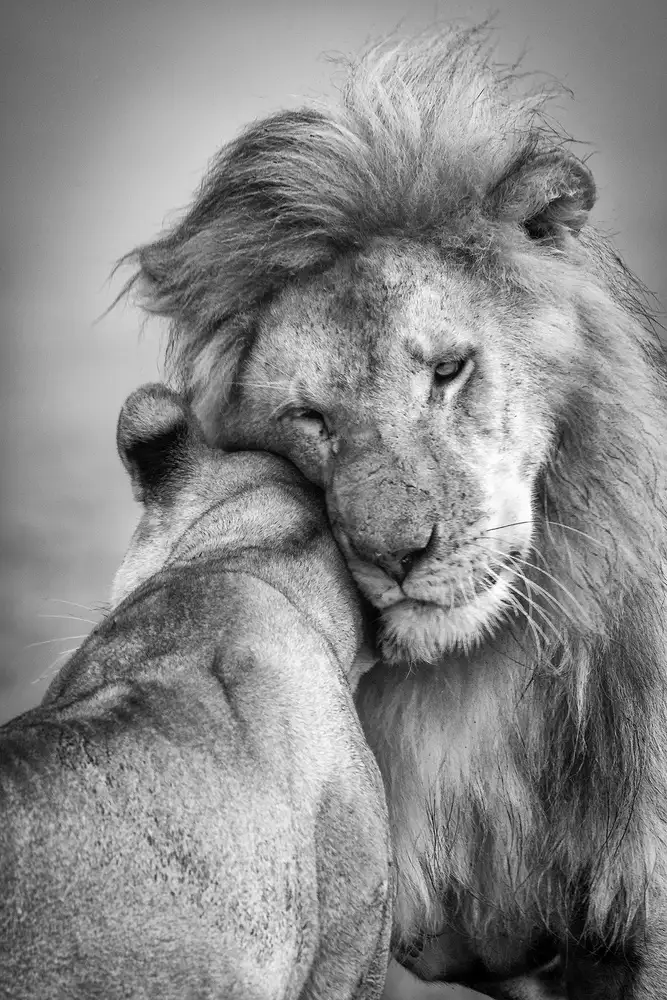Khataw, Ali: African Love!