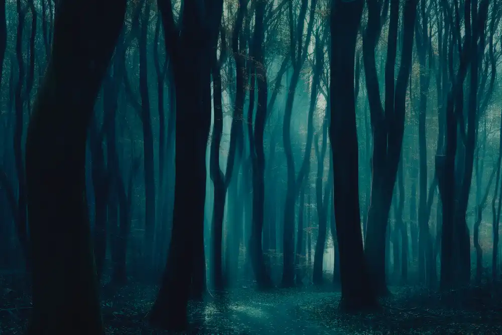 Z, Bingo: Der dunkle Wald