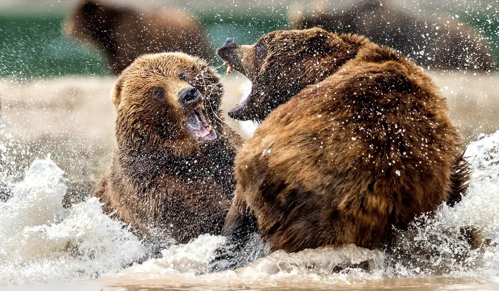 DAmico, Giuseppe: Confronto in acqua