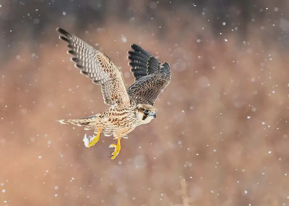Poreider, Annie: Fast flying falcon in the bliazard