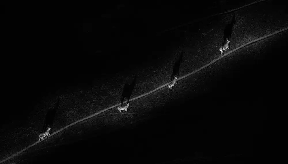 Zhao, Henry: Lonely Path