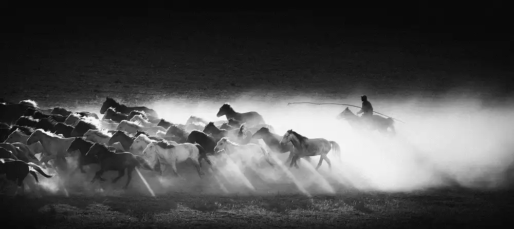 Z, Bingo: Running horses