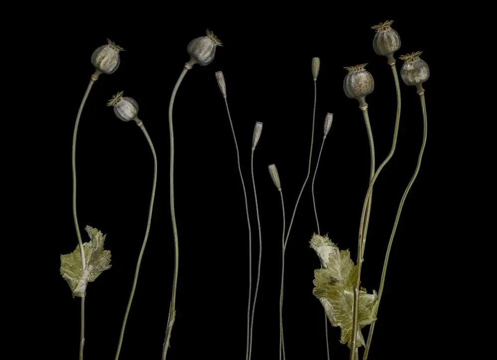 Grønkjær, Lotte: Poppy pods
