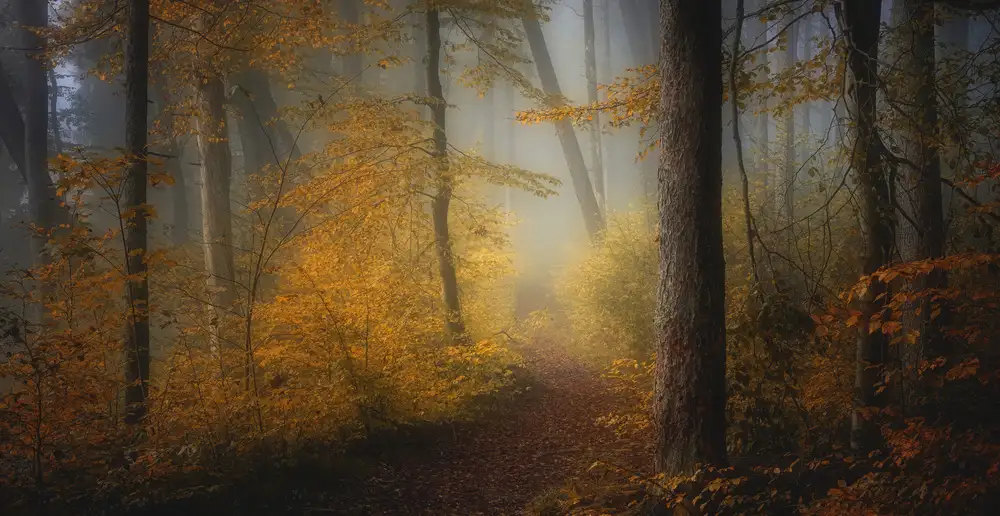 Maier, Norbert: In Autumn