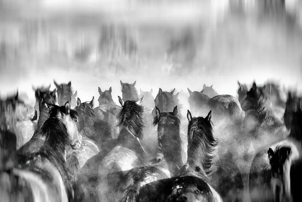 Mete, Gilcan: Horses