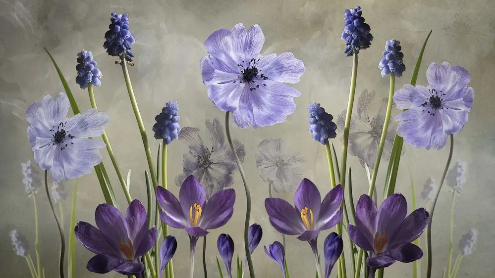 Williams, Sharon: Piacere viola
