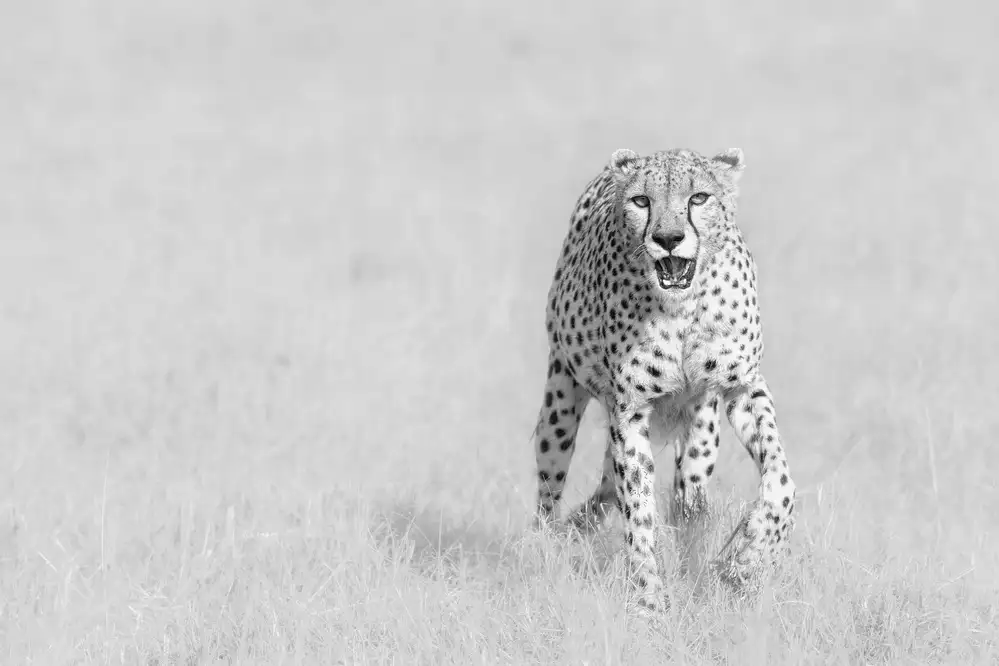 Zhao, Henry: Gepard
