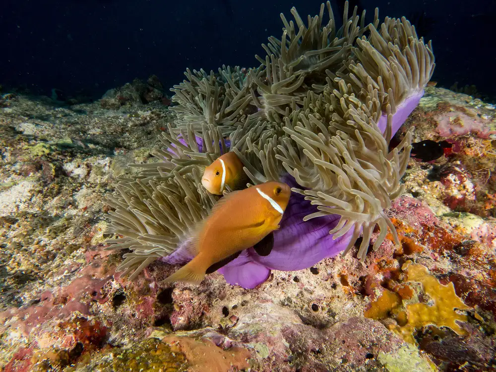 Tov, Ben Ilan: Stinktier-Anemonenfisch