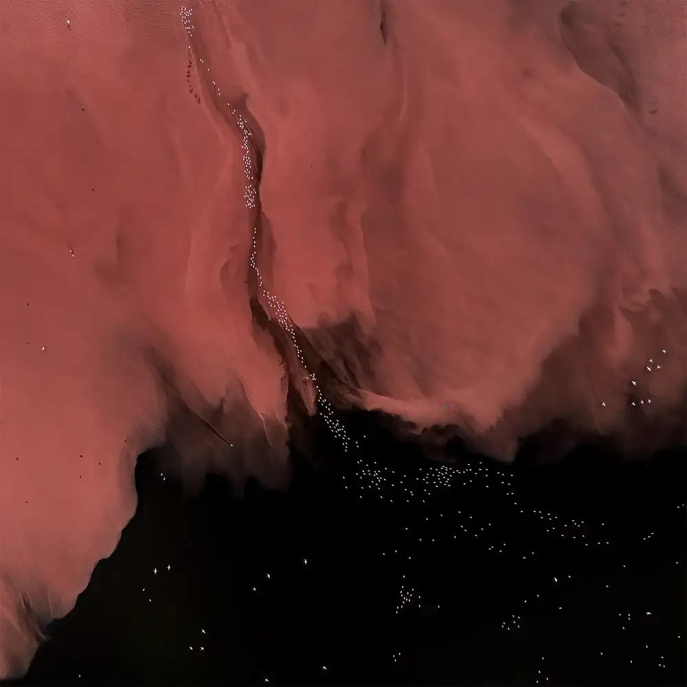 Marchegiani, Roberto: Flamants roses