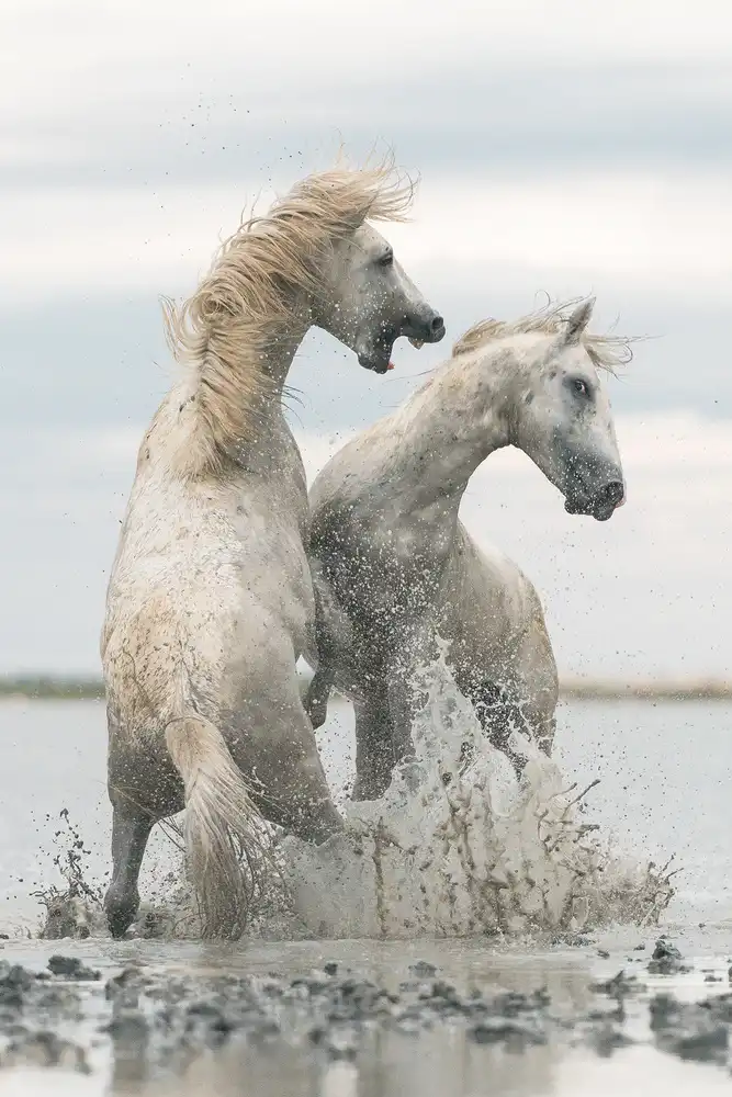 Anton, Rostovskiy: horses