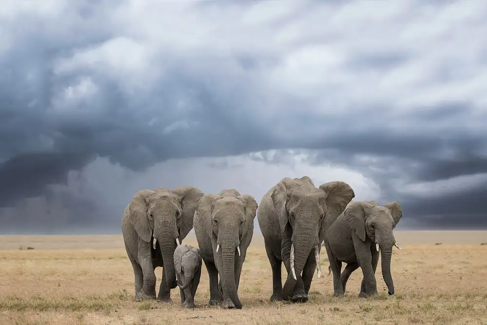 Doyle, Renee: Elephant Walk