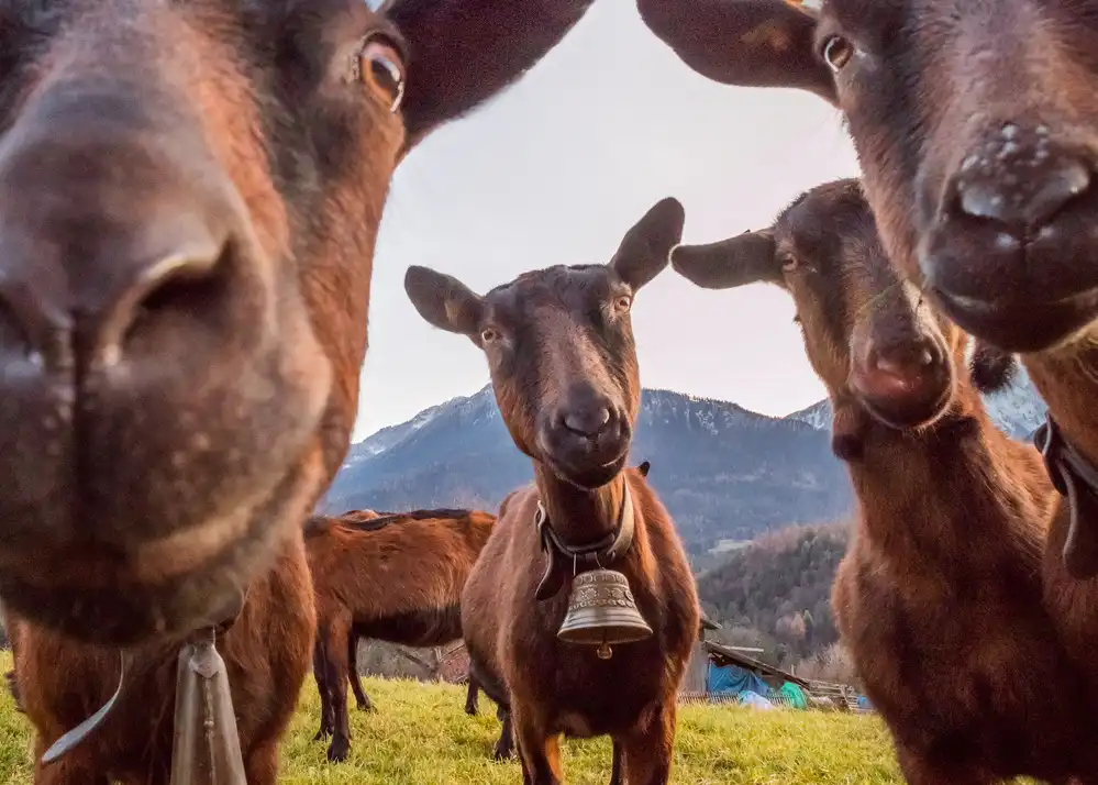 Dvorak, Petra: Curious Goats