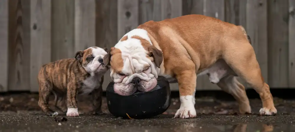 Bosch, den Gert: Big bro is helping