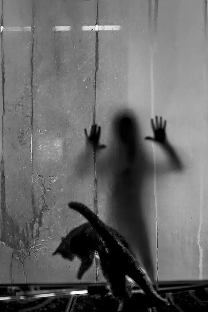 Basa, Emine: shadow and cat