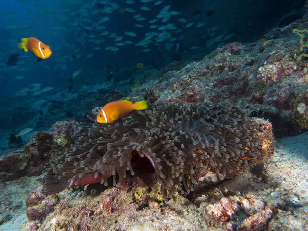 Tov, Ben Ilan: Stinktier-Anemonenfisch