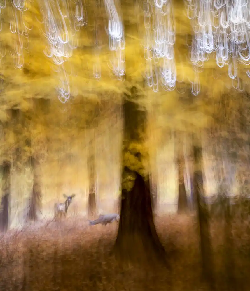 Dou, Shenshen: Bosque