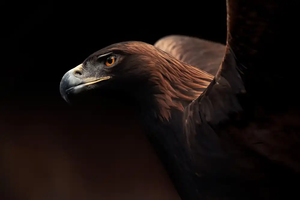 Itoyama, Eiji: Golden Eagle portrait