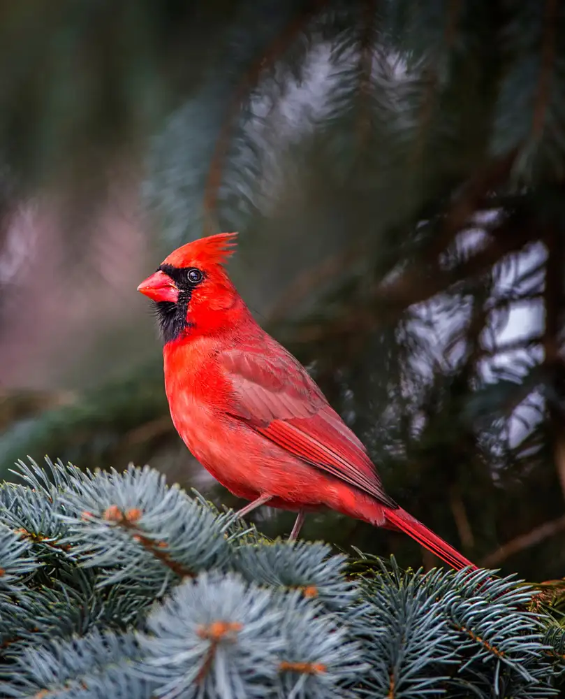 Verdon: Holiday spirit