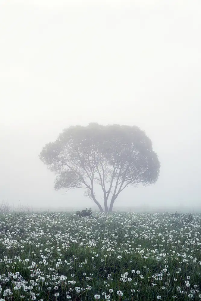 Doronin, Dmitry: Lonely tree