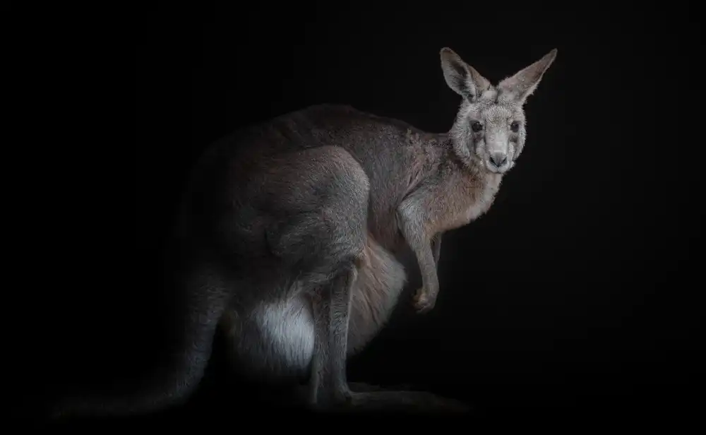 KaMerA: kangaroo